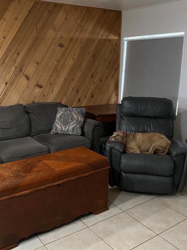 Interior, Living room, Wooden Walls