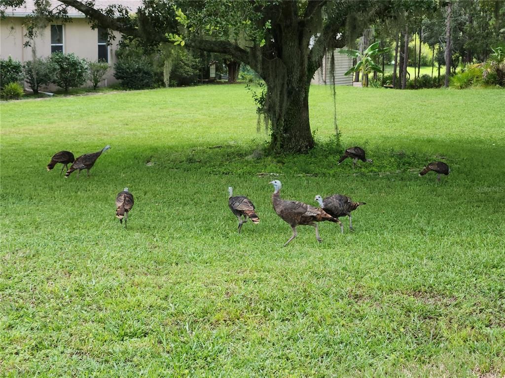 Backyard, Exterior