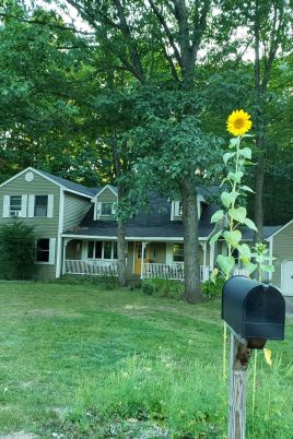 Backyard, Exterior, Facade, None