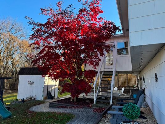 Backyard, Exterior, Playground